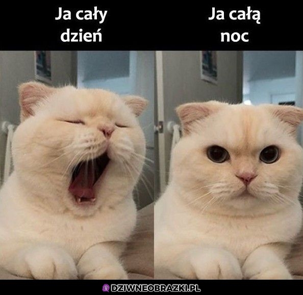 To ja