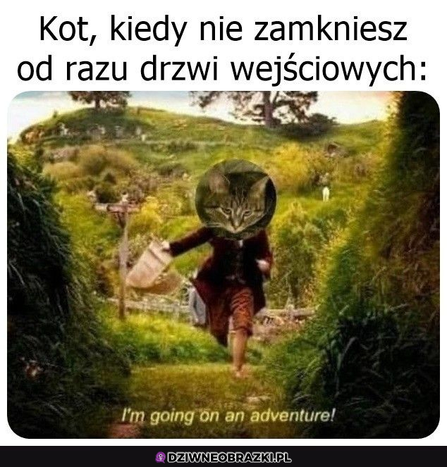 Kitku obieżyświat