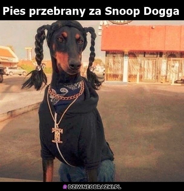 Raczej Snoop za psa