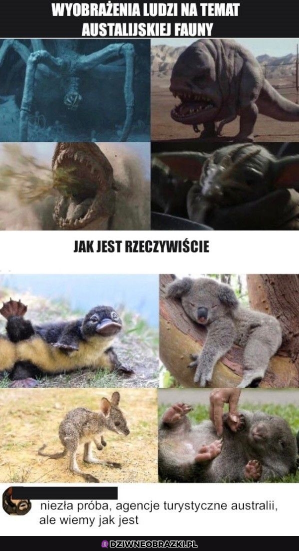 Wiemy lepiej jak jest w Australii