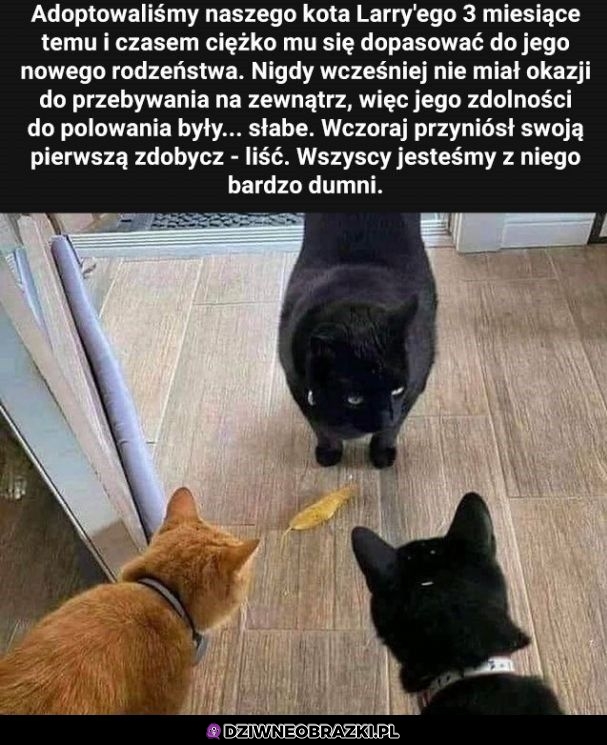 I tak powinny polować wszystkie domowe