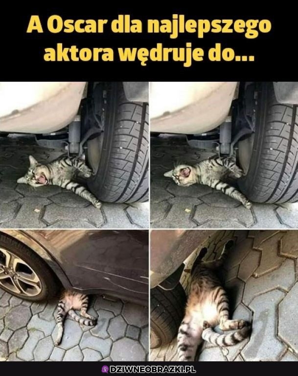 Udawacz
