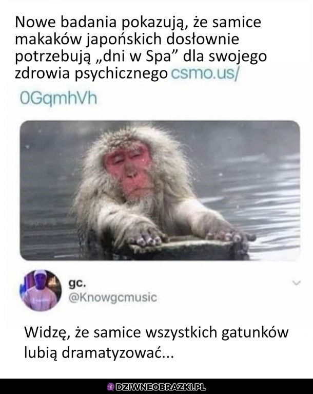 Samice