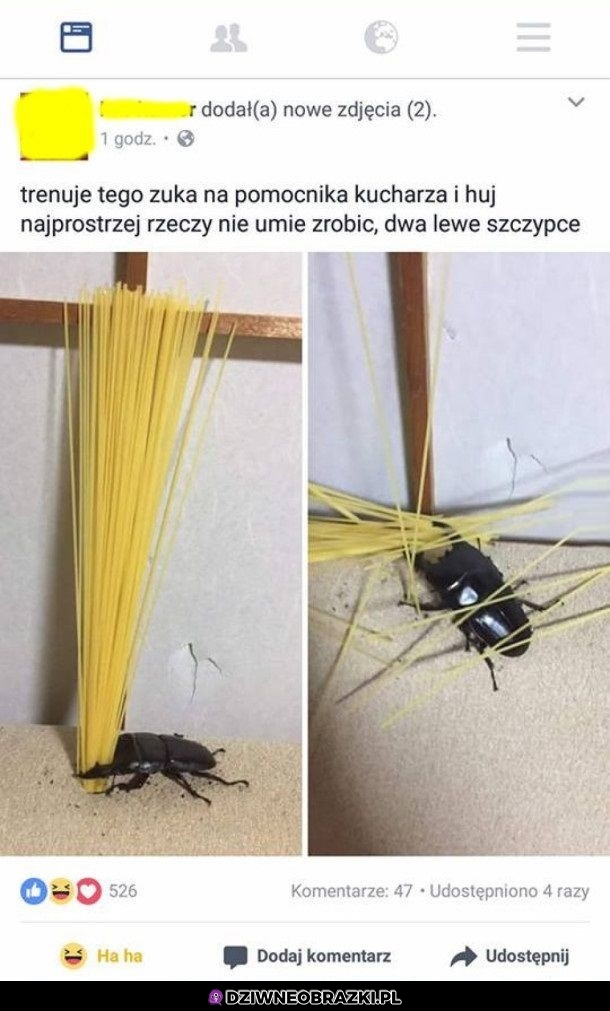 Żuczek