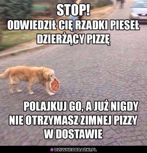 Pieseł z pizzą