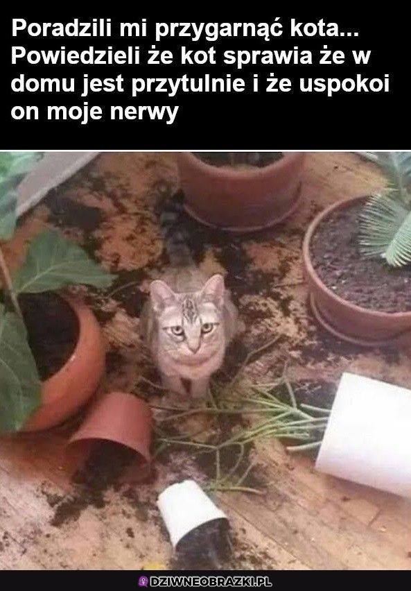 Lepszy od roślinek