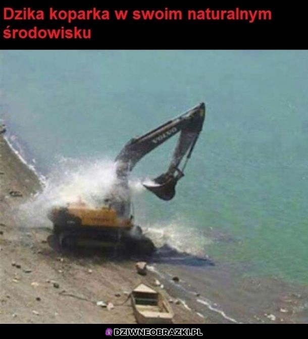 Koparka w naturalnym środowisku