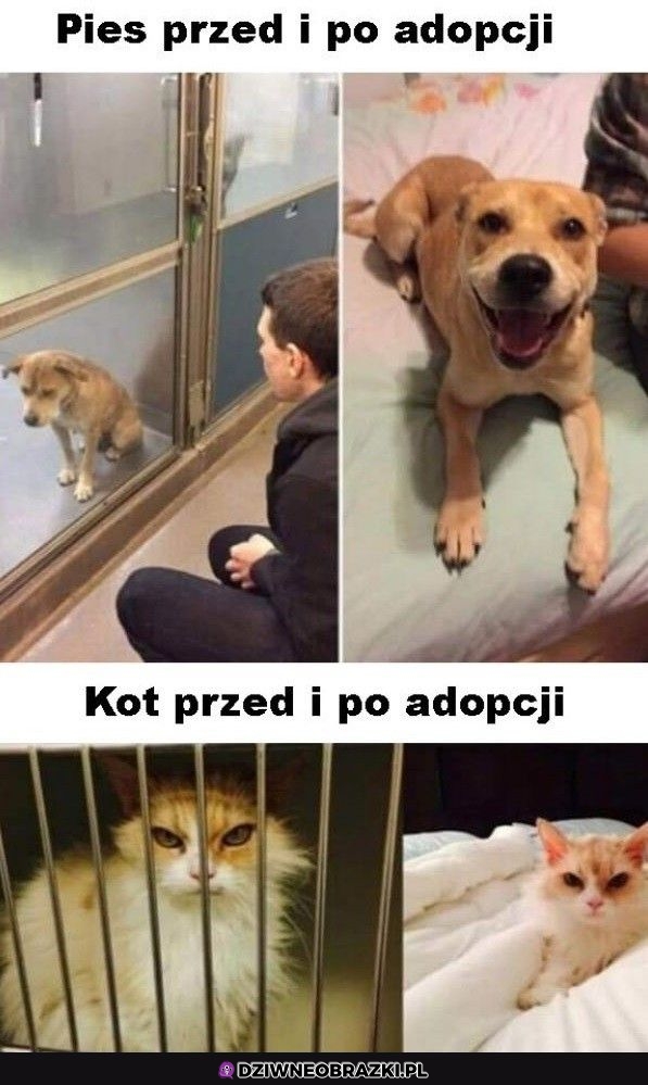 Zmiana po adopcji