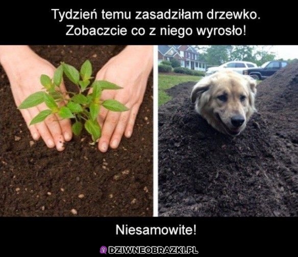 No ładnie wyrosło