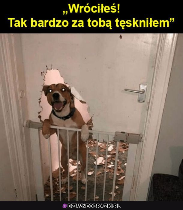 Kiedy piesek się stęsknił