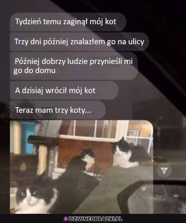 Kiedy zaginie Ci kotek