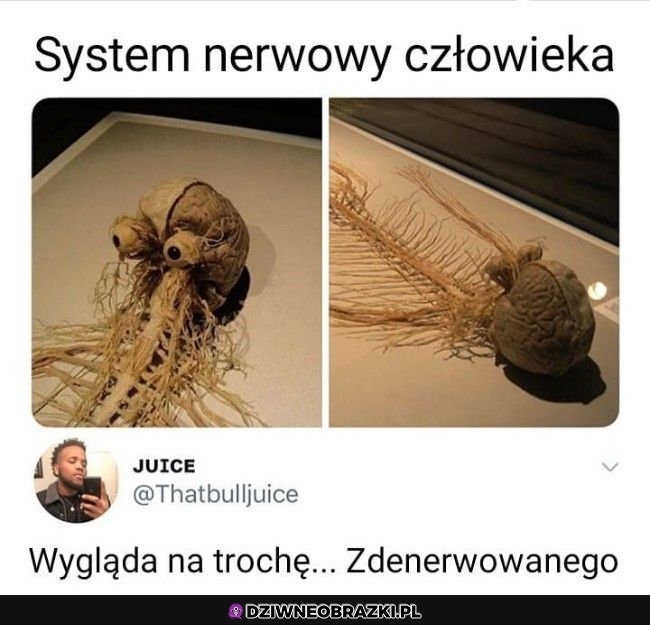 System nerwowy