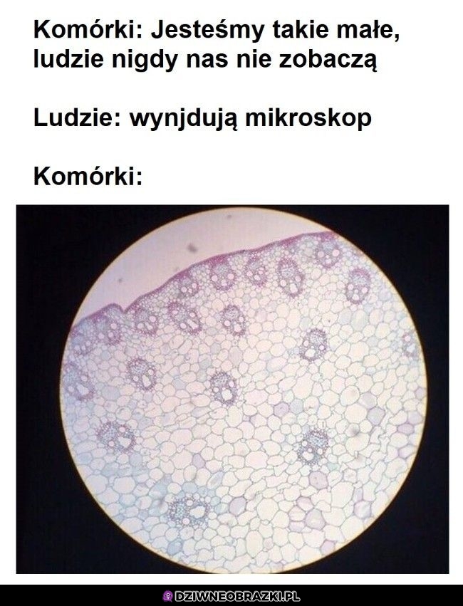 Reakcja komórkowa