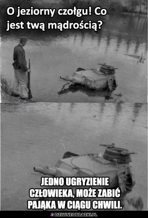 Mądrości