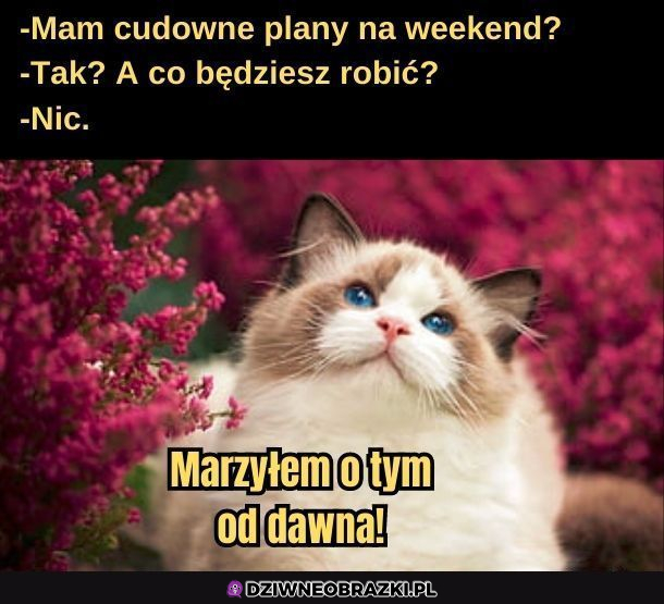 Cudowne plany!