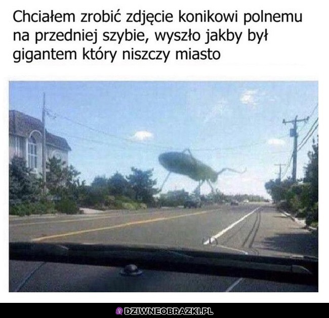 Konik z piekła rodem