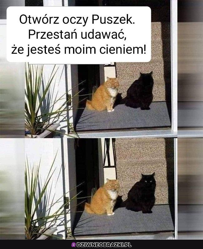 Puszek obudź się