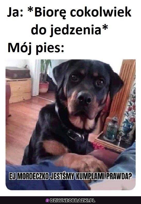 Kiedy jesz coś przy psie