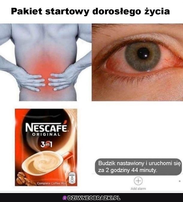 Startowy dorosły