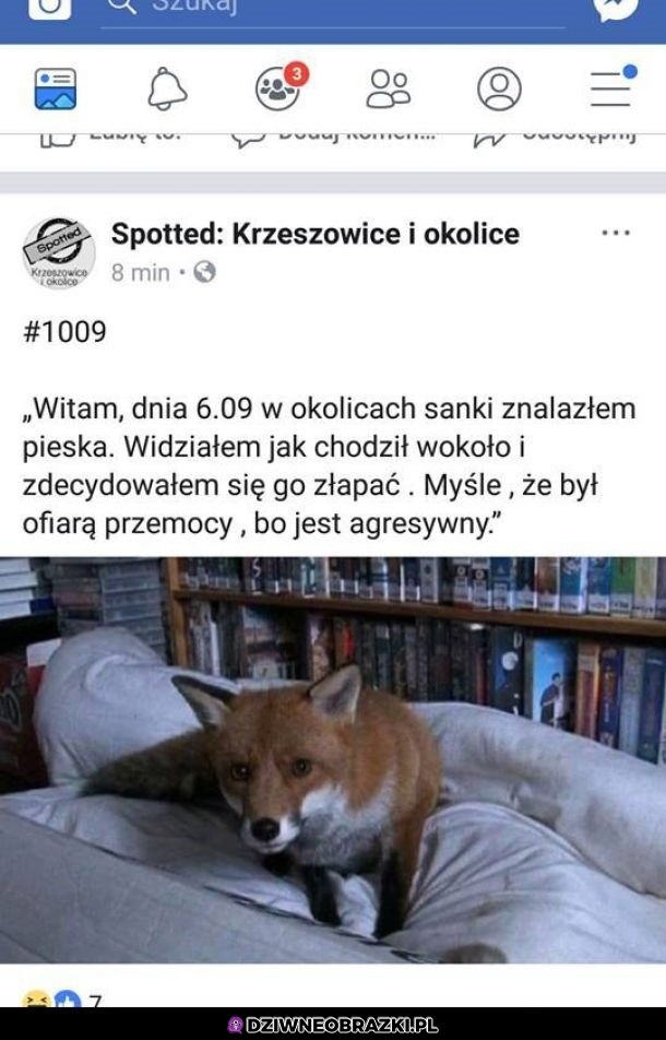Znaleziony