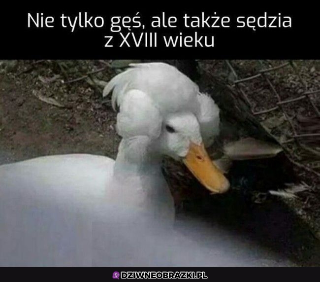 Gęś zawodowa