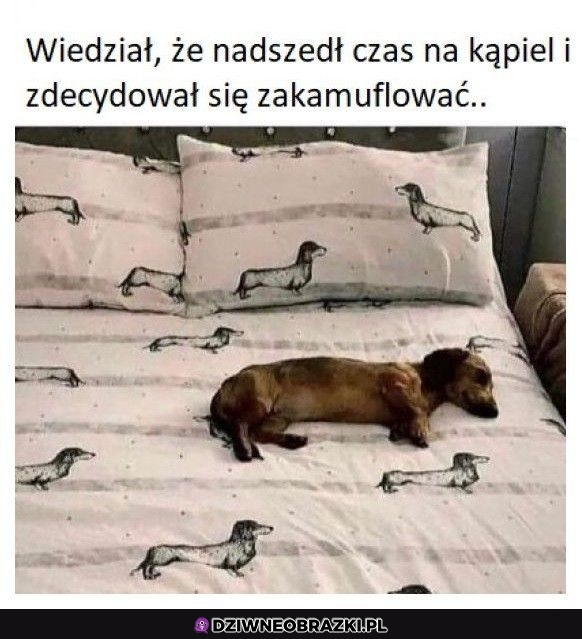 Próba kamuflażu