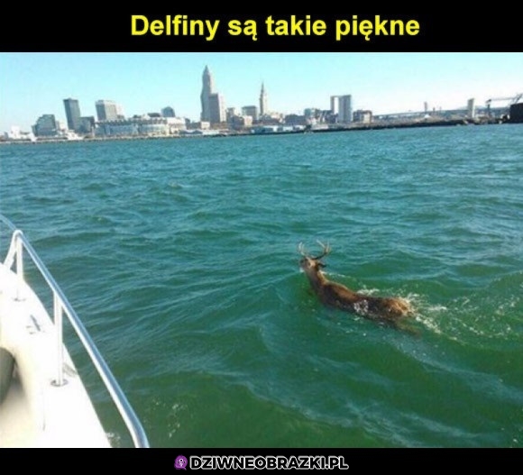 Delfinek