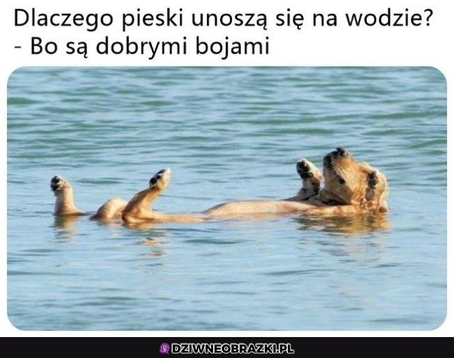 Sucherek o pieskach