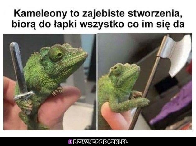 Kameleony