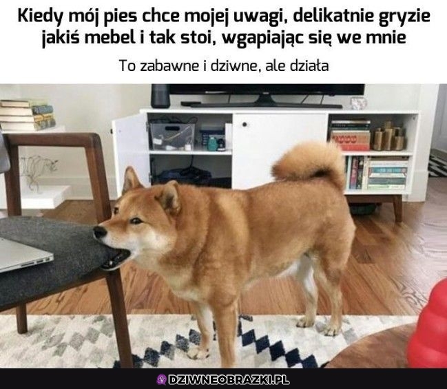 Przyciągacz uwagi