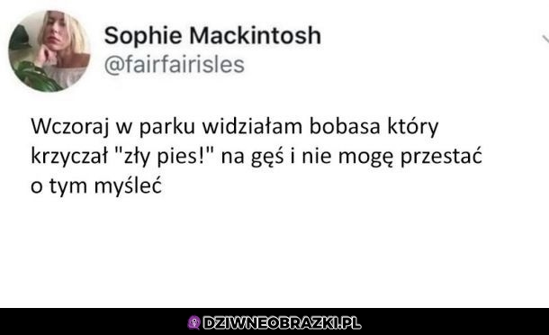 Co za akcja