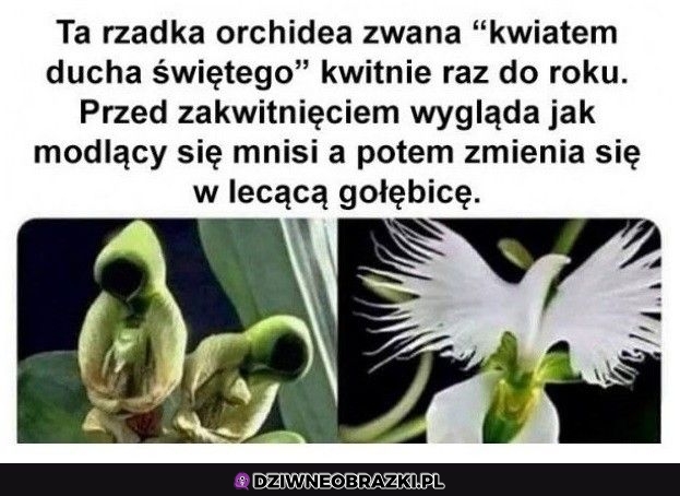 Ale epicka