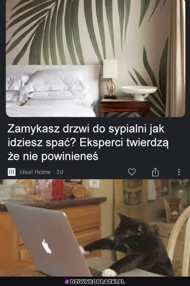 Koci eksperci?