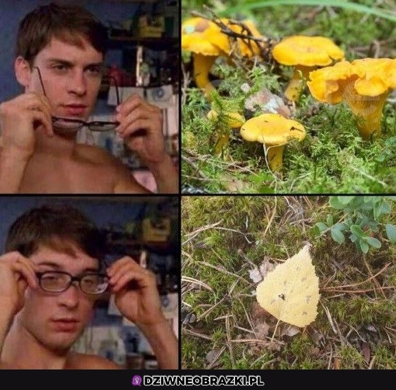 Na grzybach