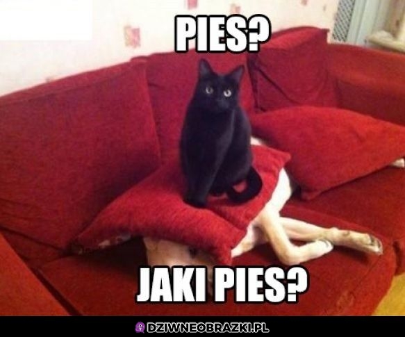 Jaki pies?