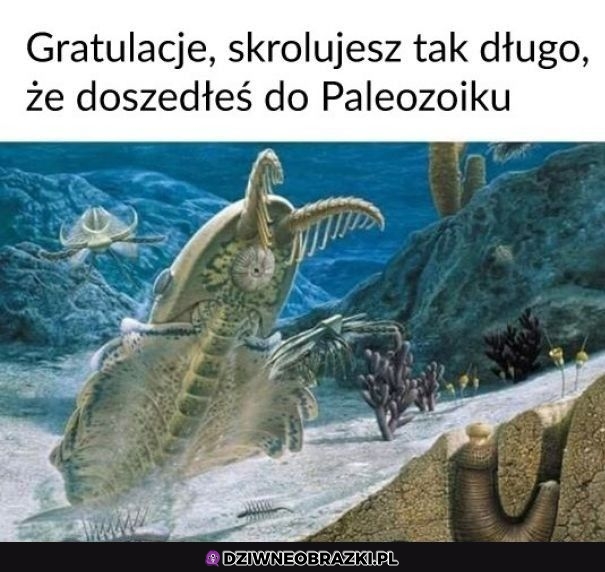 Gratulacje