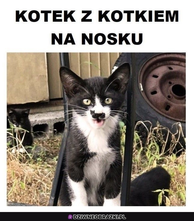 Uroczy