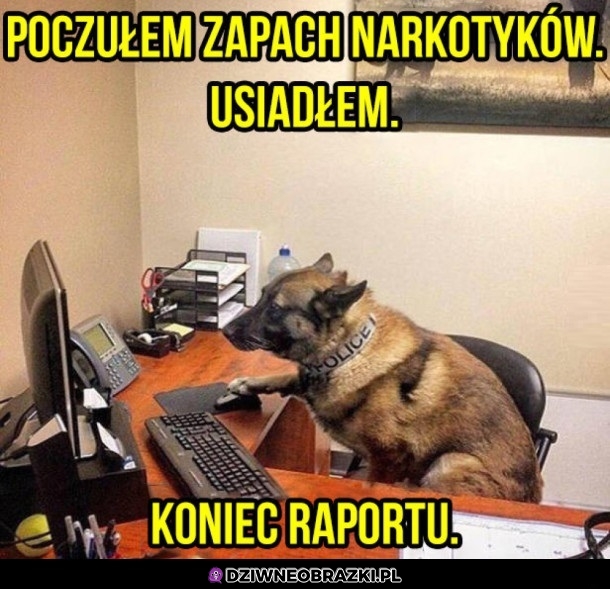 Raport