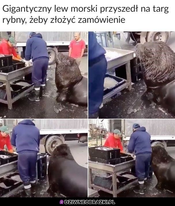 Dzień dobry