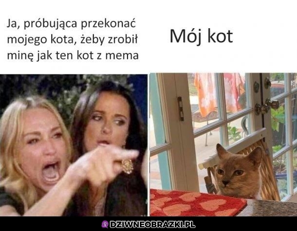 Tymczasem mój kot