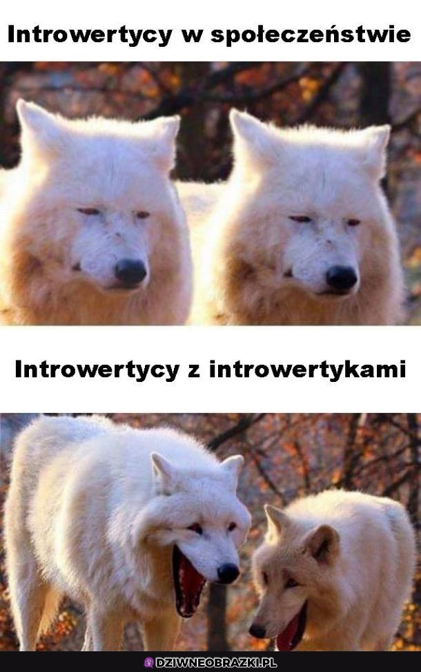 Introwertycy tak mają