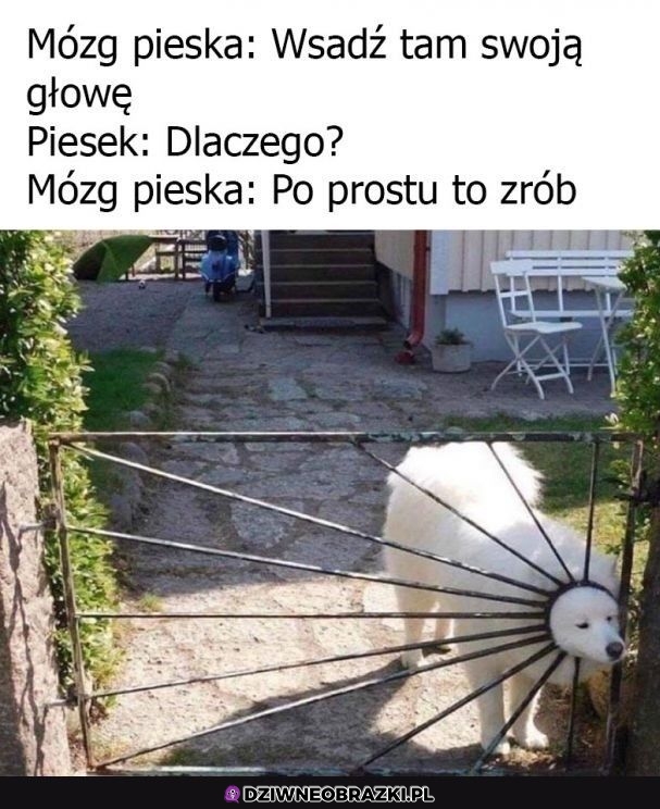 Zrób to