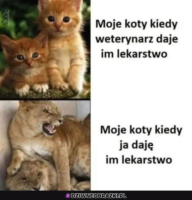 Koty u weta