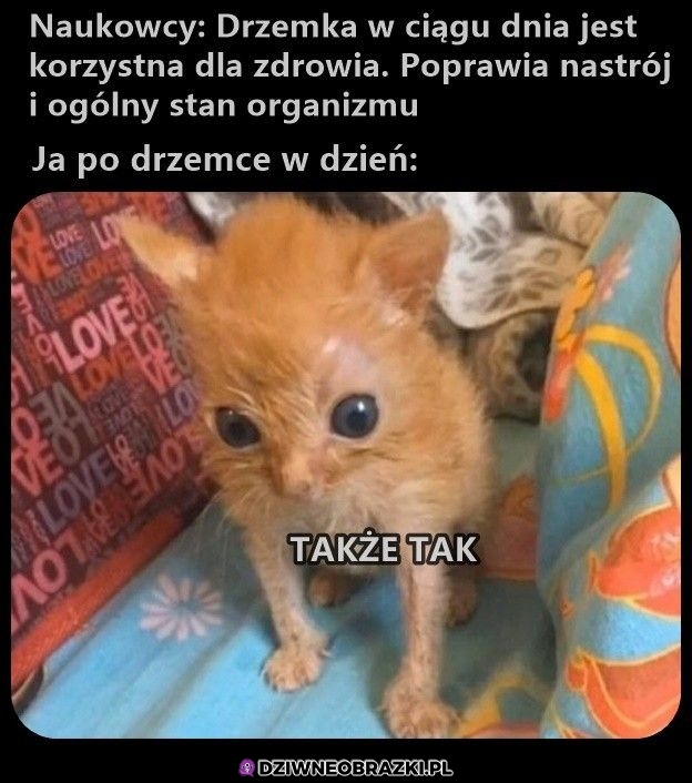 Drzemka taka jest