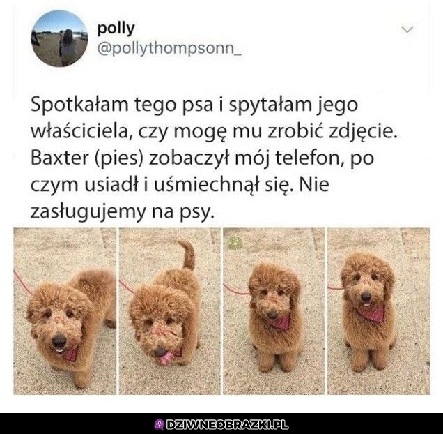 Dobry piesek