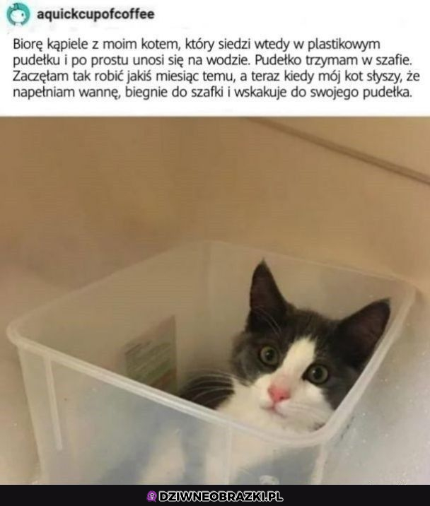 Kąpiel z kotem