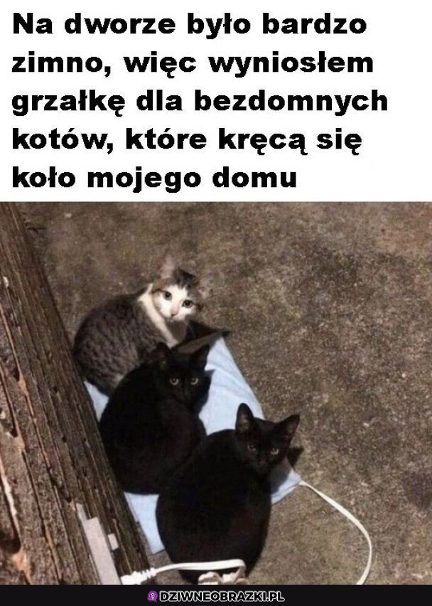 Grzałka dla kitków