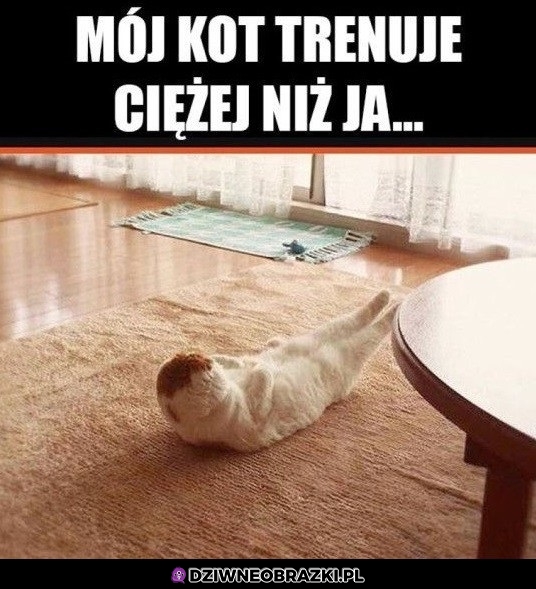 Koci trening