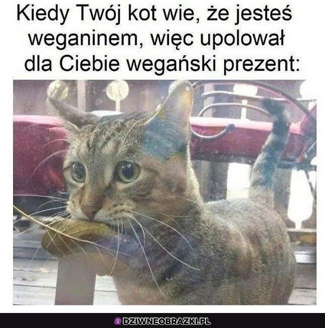 Masz człowiek to dla Ciebie