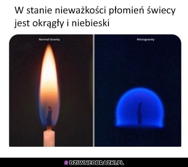 Ciekawostka
